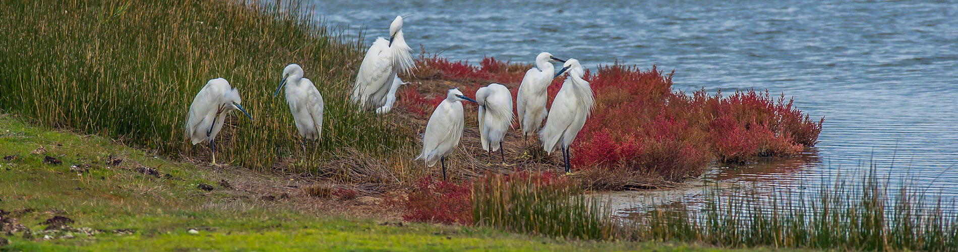 reserve ornithologique teich