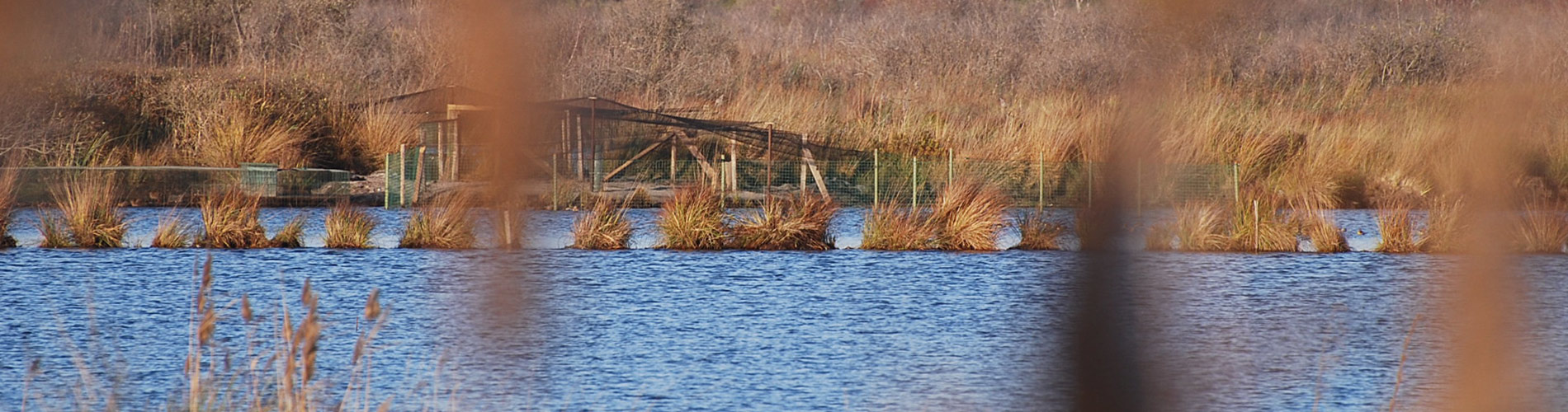 marais hourtin arcachon