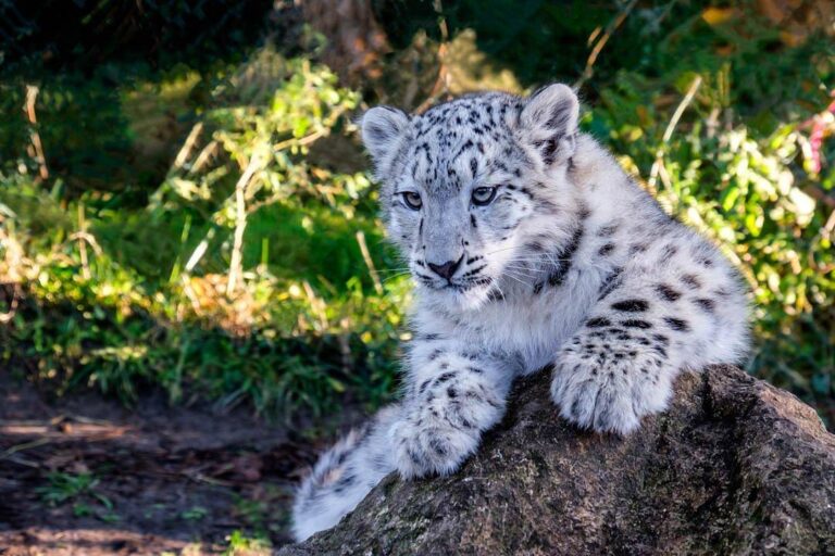 Le Zoo du Bassin d'Arcachon