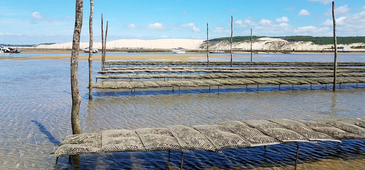 Les spécialités du Bassin d'Arcachon